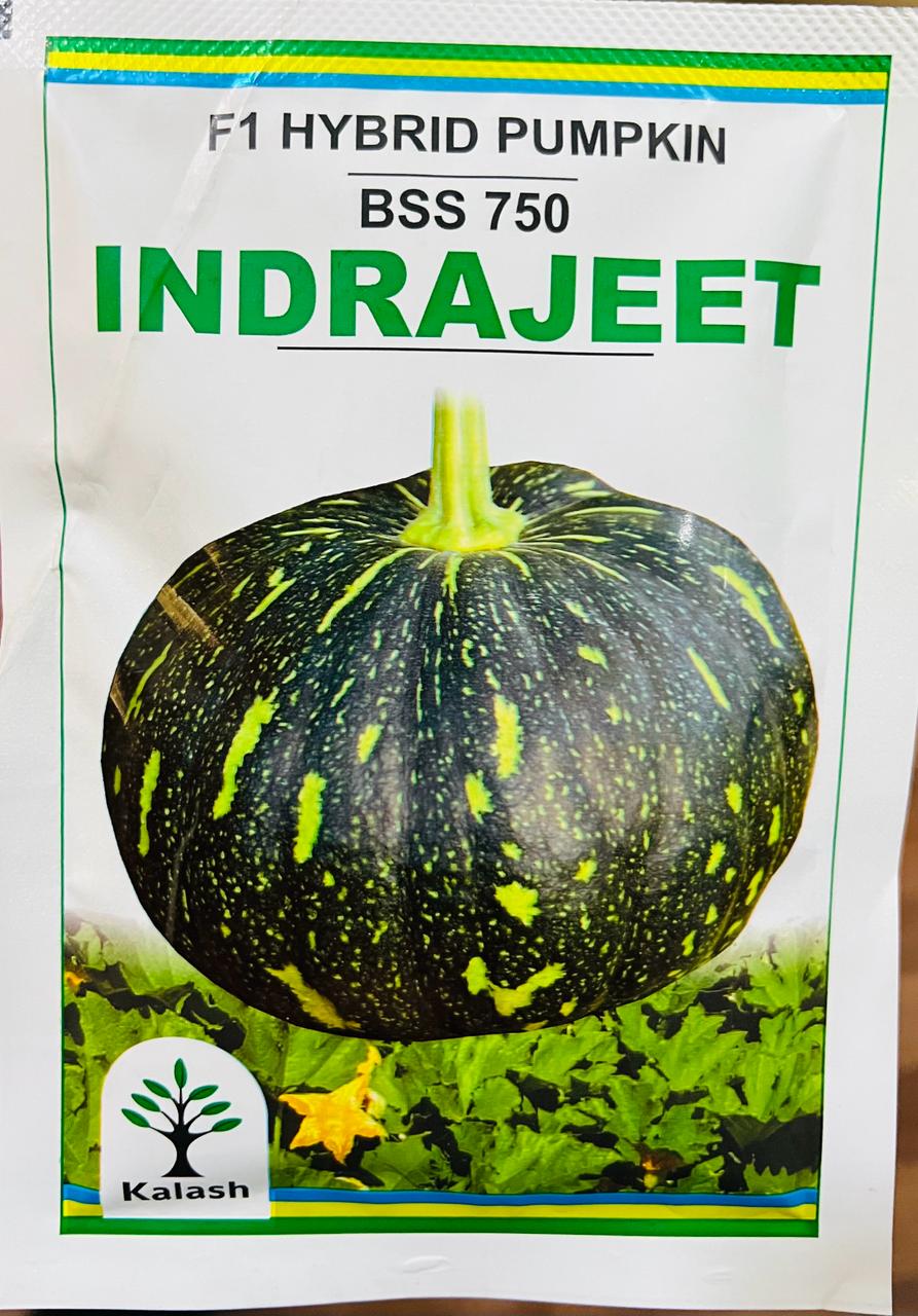 Pumpkin BSS 750 Indrajeet (Kalash Seeds)