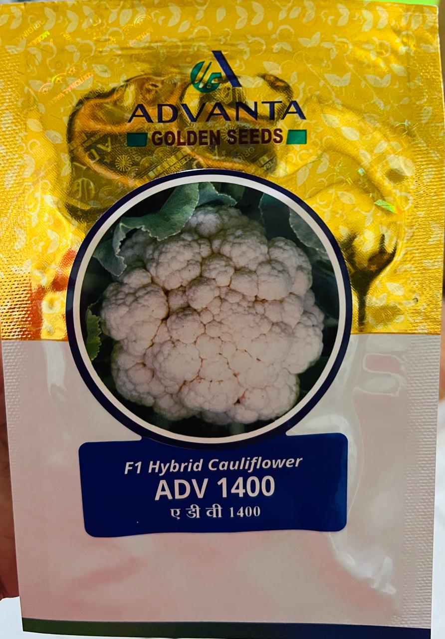 Cauliflower ADV 1400 ( Advanta Golden Seeds)