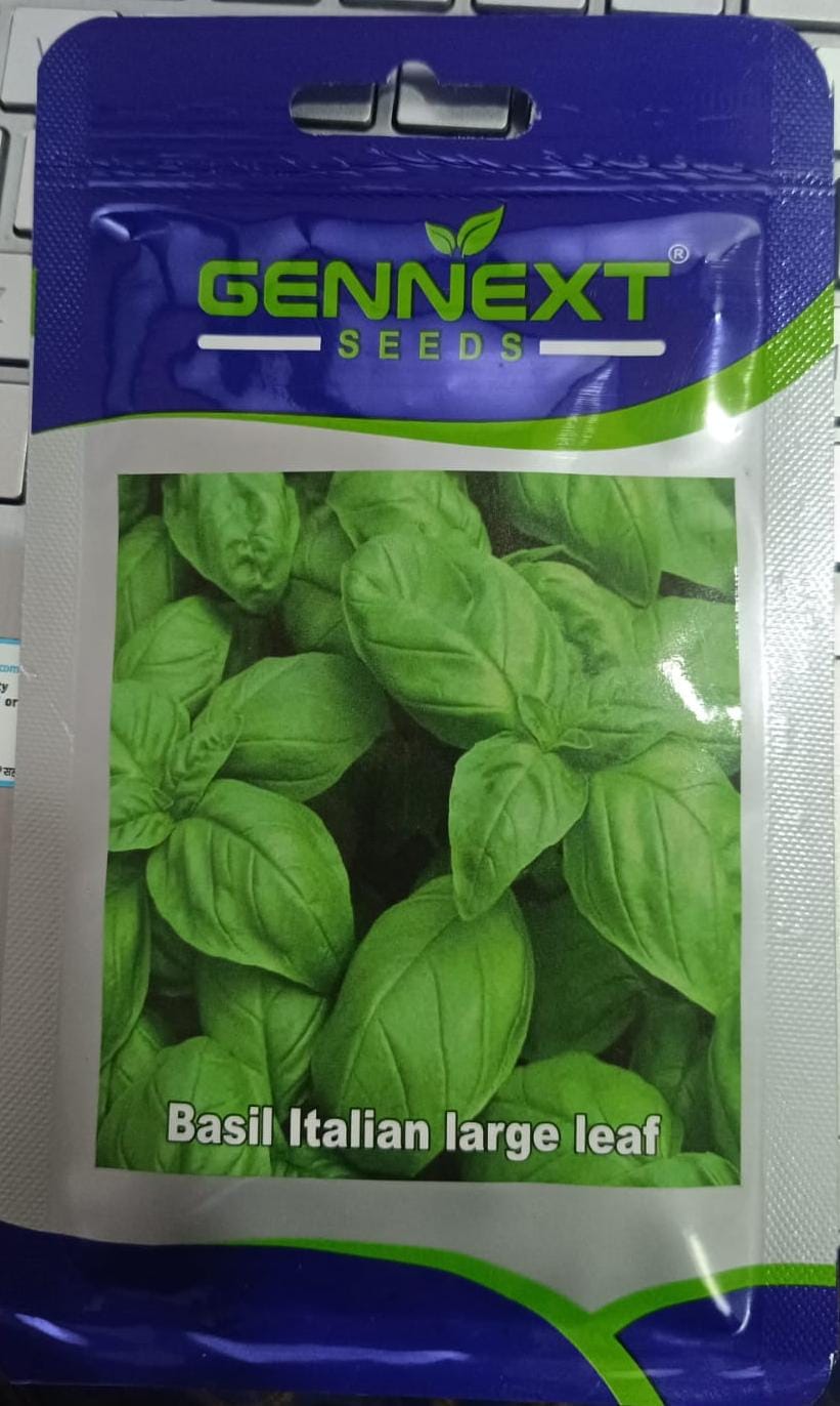 Basil Italian Large Leaf (Gennext Seeds)