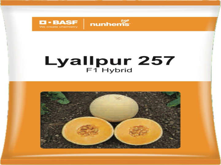 Muskmelon Hybrid Lyallpur 257 ( Nunhems Seeds)
