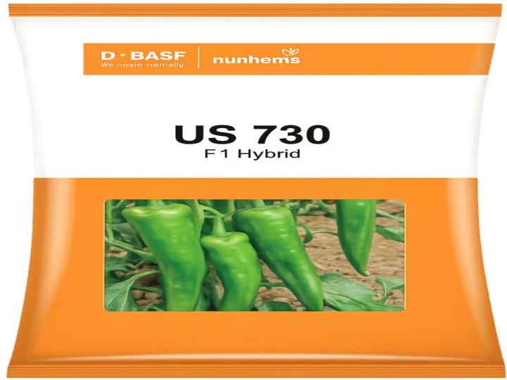 Chilli US 730 (Nunhems Seeds)