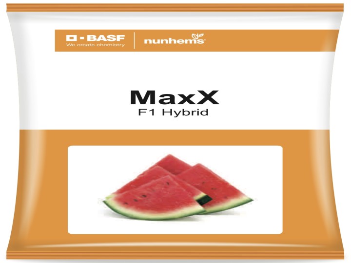 Watermelon Hybrid Maxx ( Nunhems Seeds)